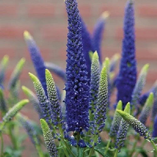 Blue Veronica Seeds - Speedwell Royal Candle Perennial Flowers - 100 Seeds - Veronica spicata