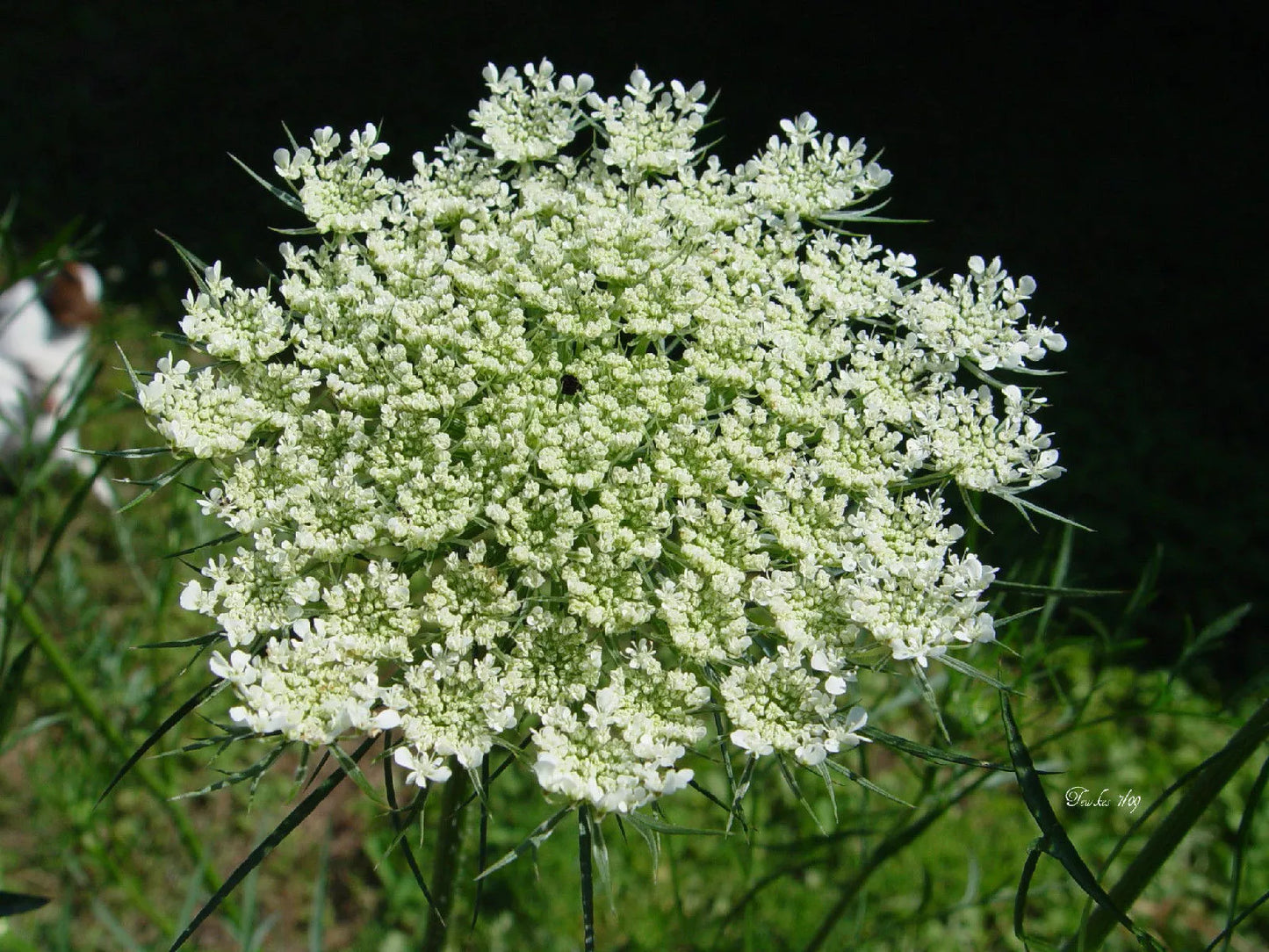 Queen Anne's Lace Seeds - 265 Non-GMO Daucus Carota White Flower Seeds