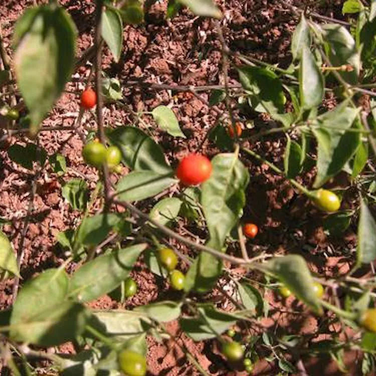 Chiltepin Pepper Seeds - 25 Non-GMO Heirloom Capsicum annuum - USA Seller