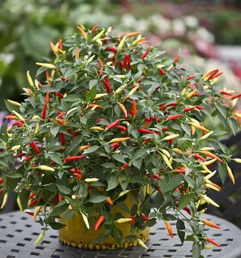 Thai Super Hot Rare Chili Pepper Plant Organic 4 Inch Ot Hiem Si