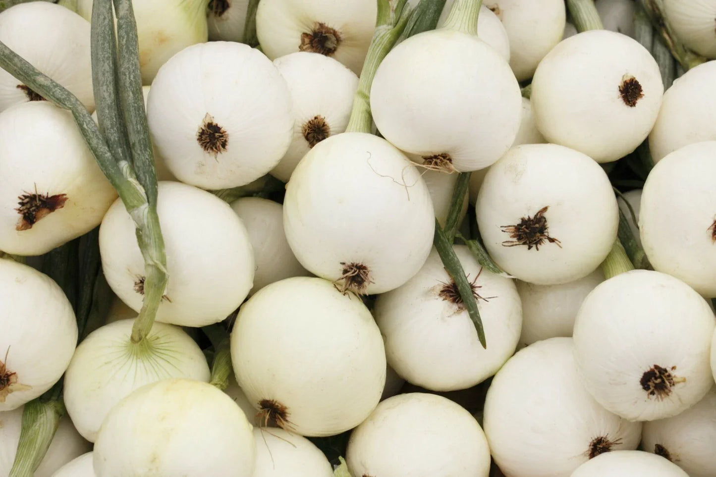 Onion Seeds White Spanish Non-GMO 200+ Sweet Mild Vegetable Garden Allium cepa