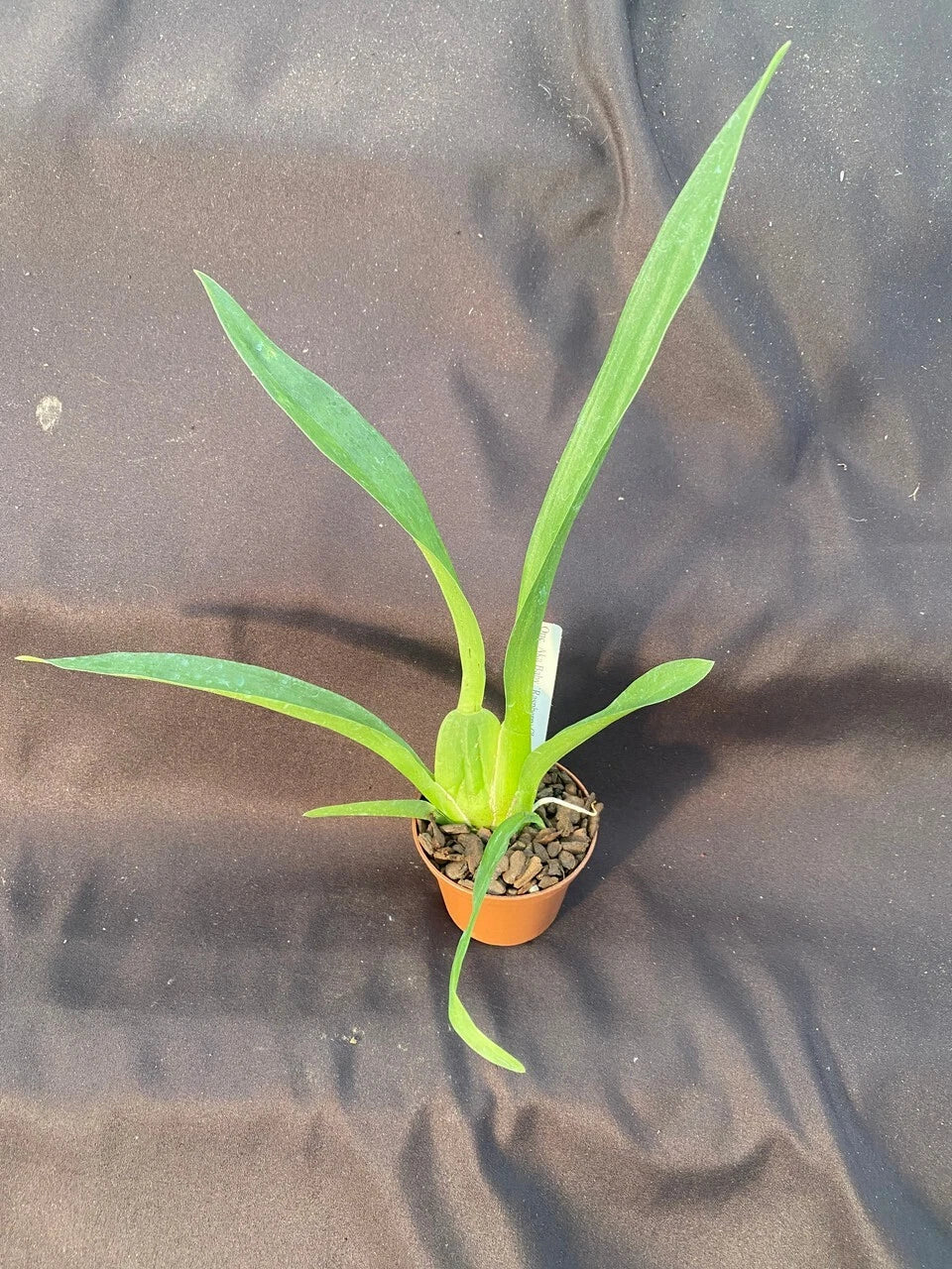 Oncidium Orchid Plant 2.5" Pot Aka Baby Raspberry Chocolate HCC/AOS Fragrant Bloom