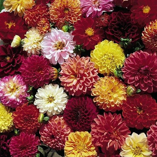 25 Double Extreme Dahlia Seeds - Perennial Flower Seeds for Vibrant Blooms - Dahlia pinnata