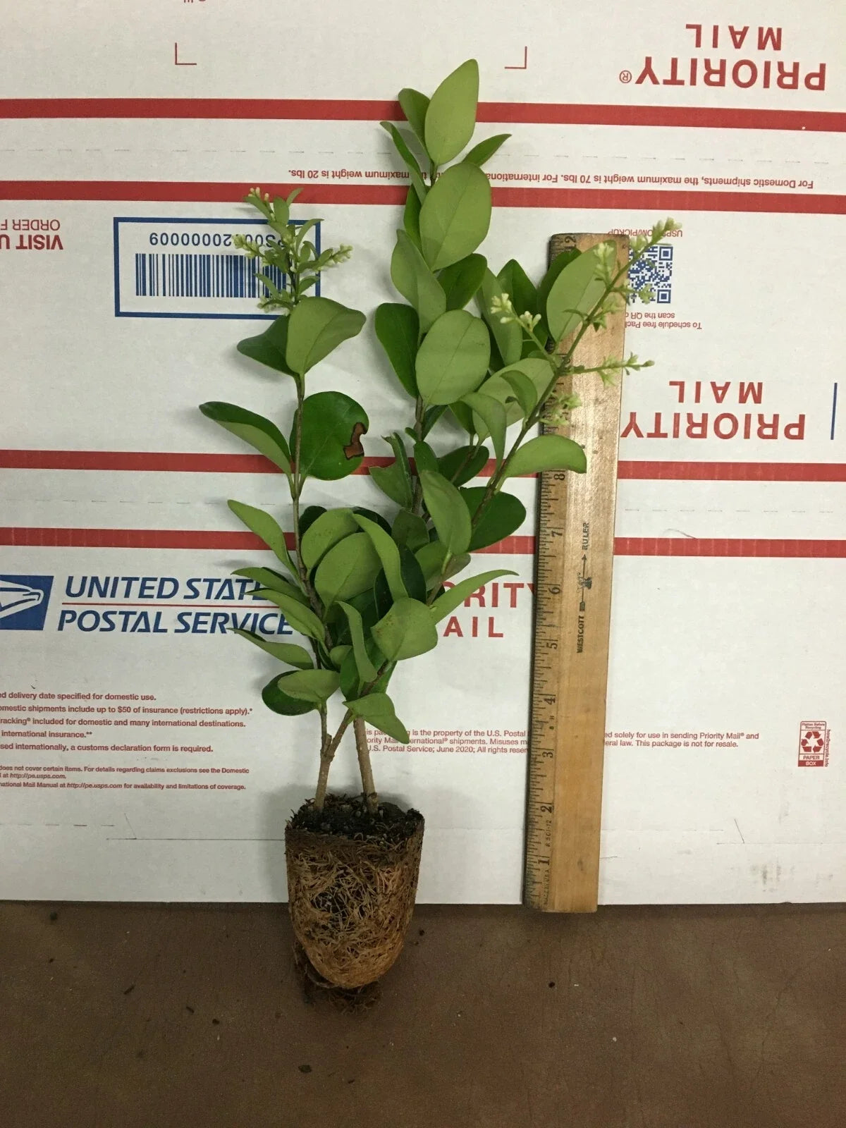 Live Plant - Ligustrum lucidum - Evergreen Privet with Glossy Green Foliage - Bushy Shrub for Garden & Container
