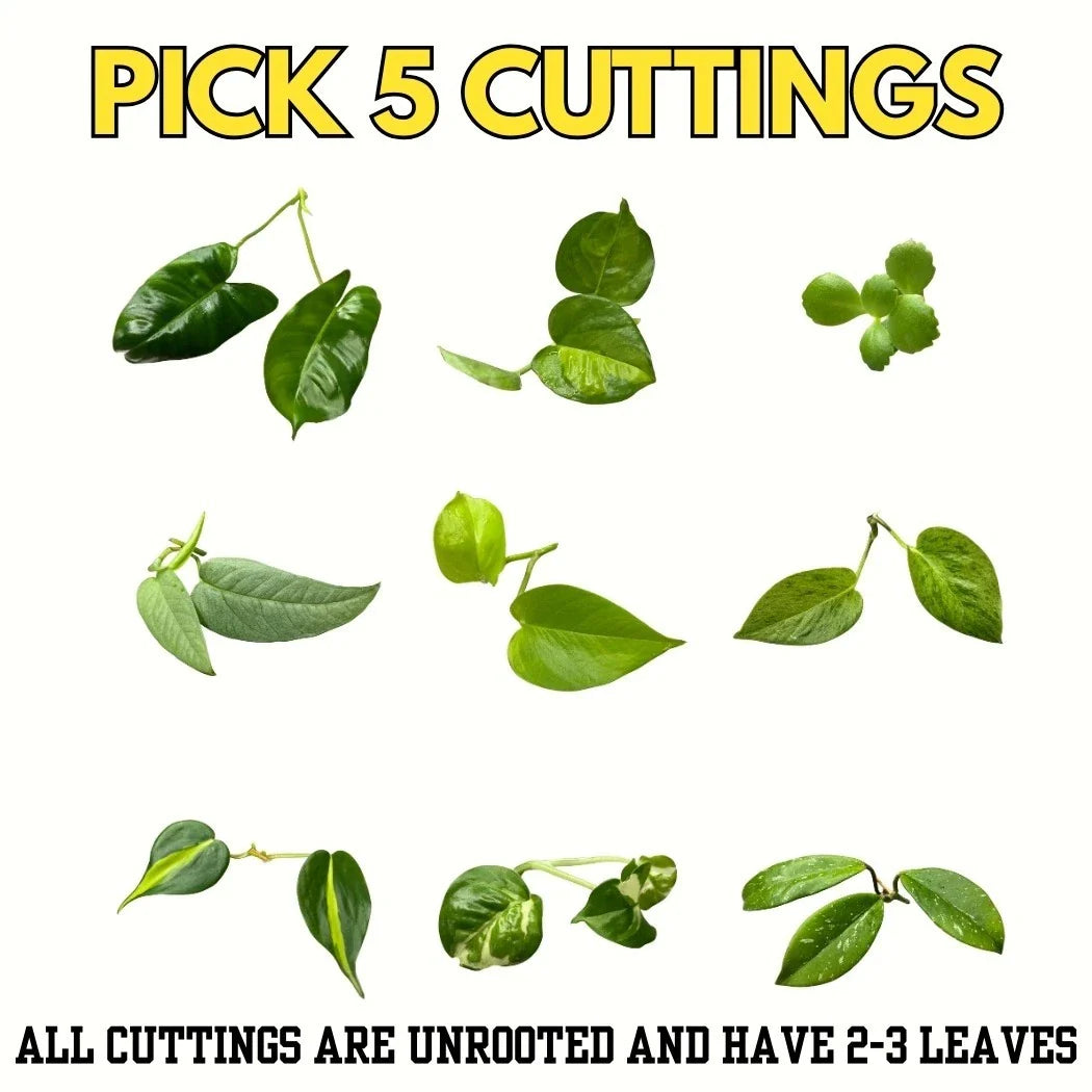 Unrooted Plant Cuttings Bundle – Philodendron, Pothos, Hoya Varieties for Propagation – Indoor Houseplants