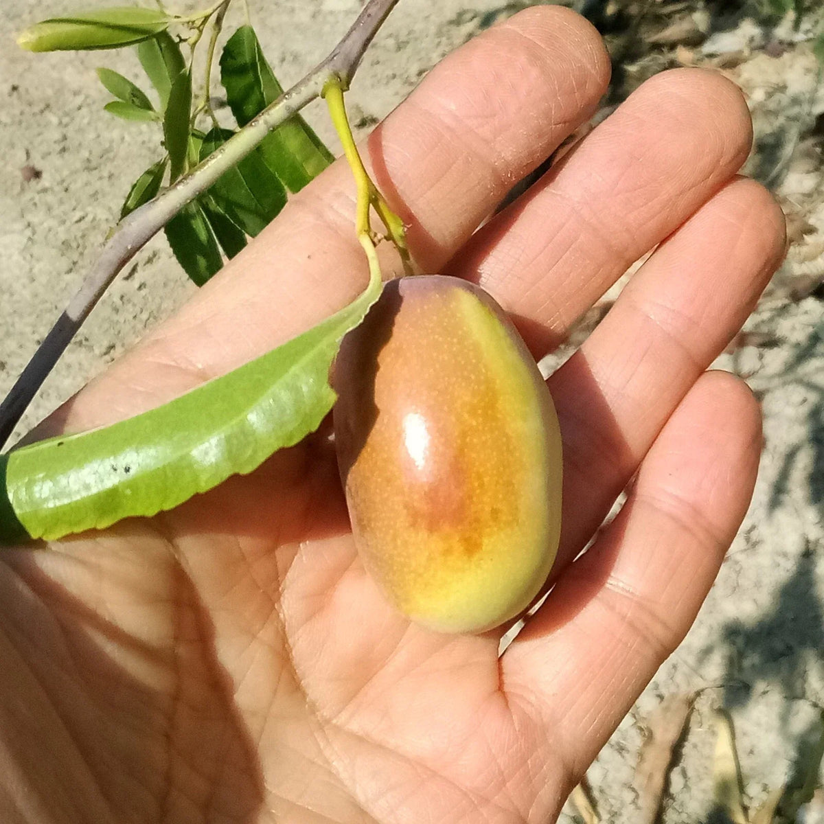 Ant Admire Jujube Tree Cuttings 8" Thin Graft Scion Wood - Ziziphus jujuba for Grafting