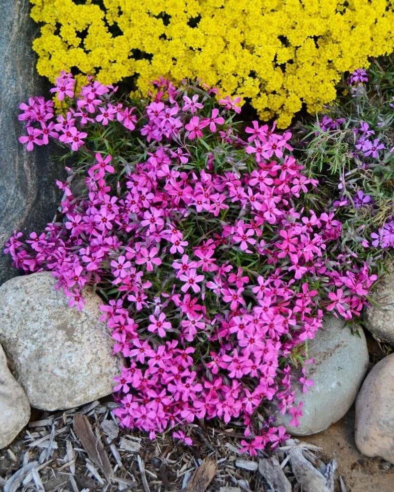 Atropurpurea Phlox Seeds - 100+ Pack for Garden, Vibrant Purple Flowers, Phlox paniculata, Easy to Grow, Pollinator Attracting