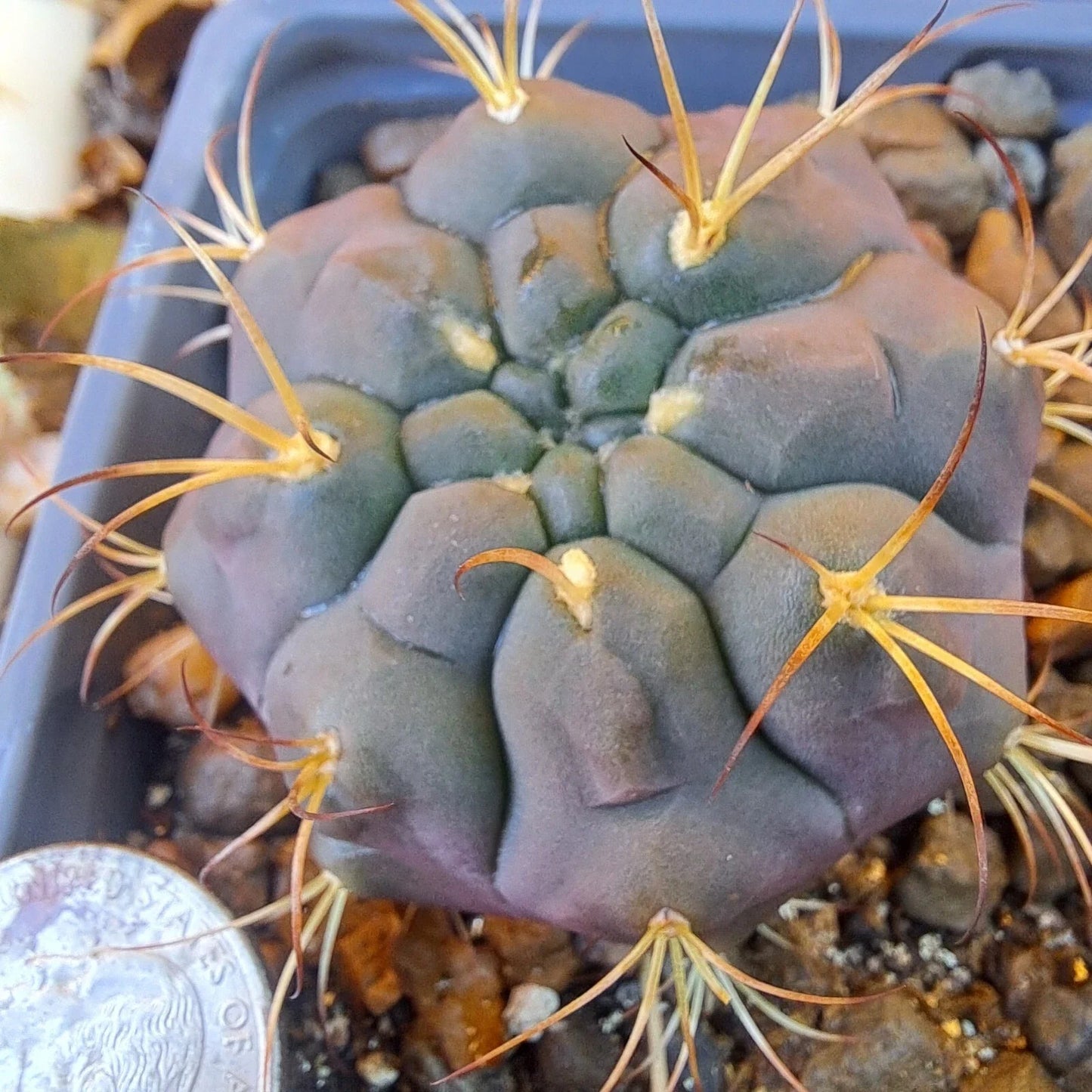 Gymnocalycium Pfanzii Albipulpa Bare Root Cactus - White Spines, Vibrant Blooms, Succulent Plant for Collectors