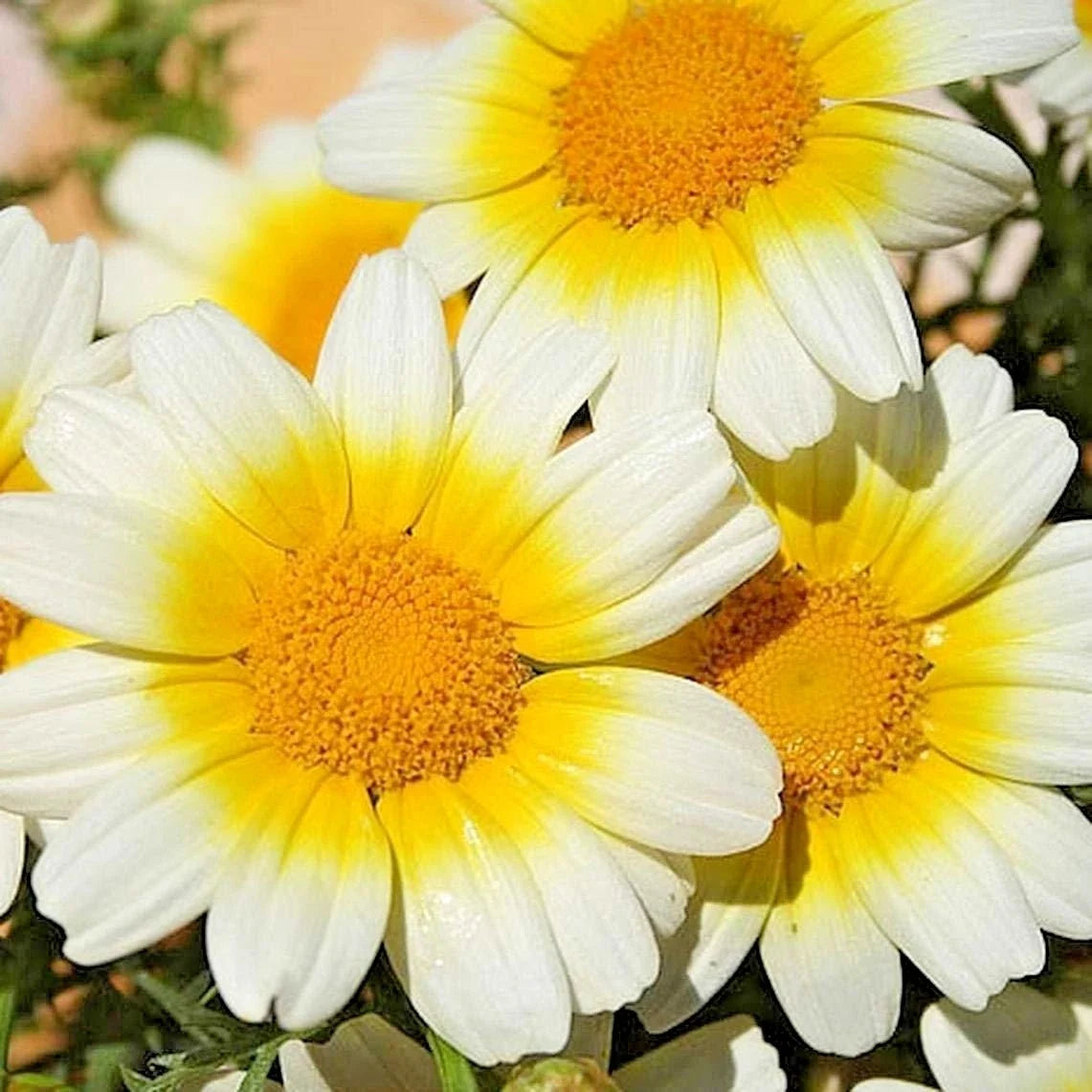 Garland Daisy Flower Seeds - 301+ Count, Ornamental & Culinary Use, Prairie Wildflower, Bellis perennis