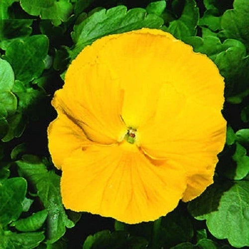 Giant Clear Yellow Pansy Seeds - Viola tricolor var. hortensis - 50 Pack for Garden Borders & Containers