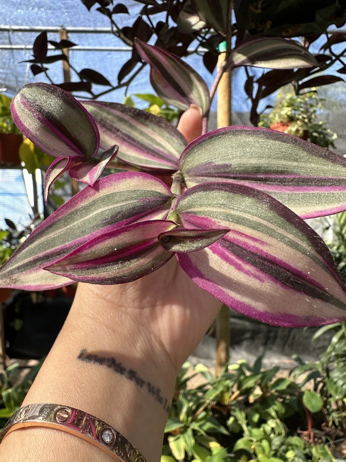 Rare Variegated White Wandering Jew Plant Cutting - Tradescantia fluminensis 'Variegata' for Indoor Propagation