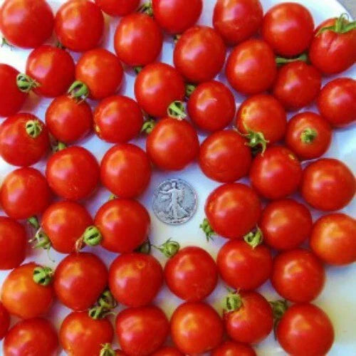 Tommy Toe Cherry Seeds - 25 Pack - Award Winning Australian Tomato Variety