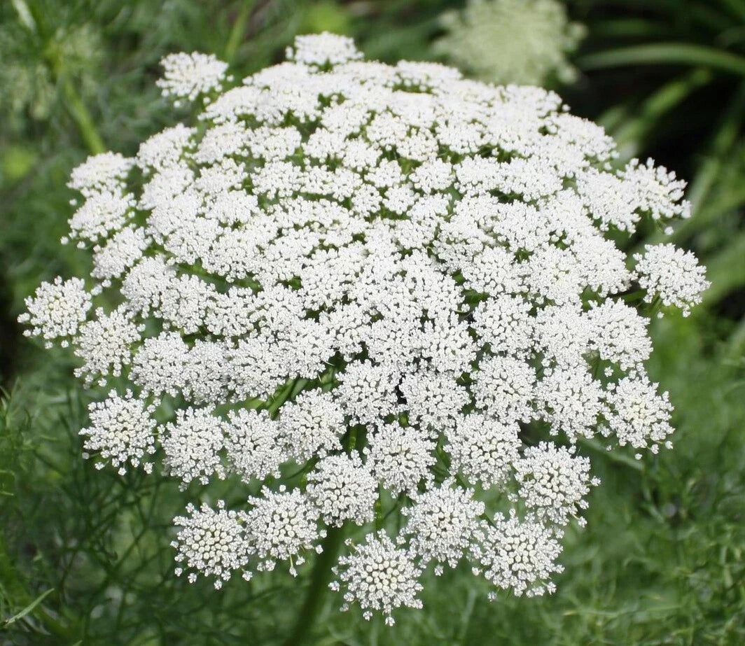 Bishop Flower Seeds - Wildflower Queen Anne's Lace - Daucus carota - 1001+ Seeds for Summer Garden & Container Planting