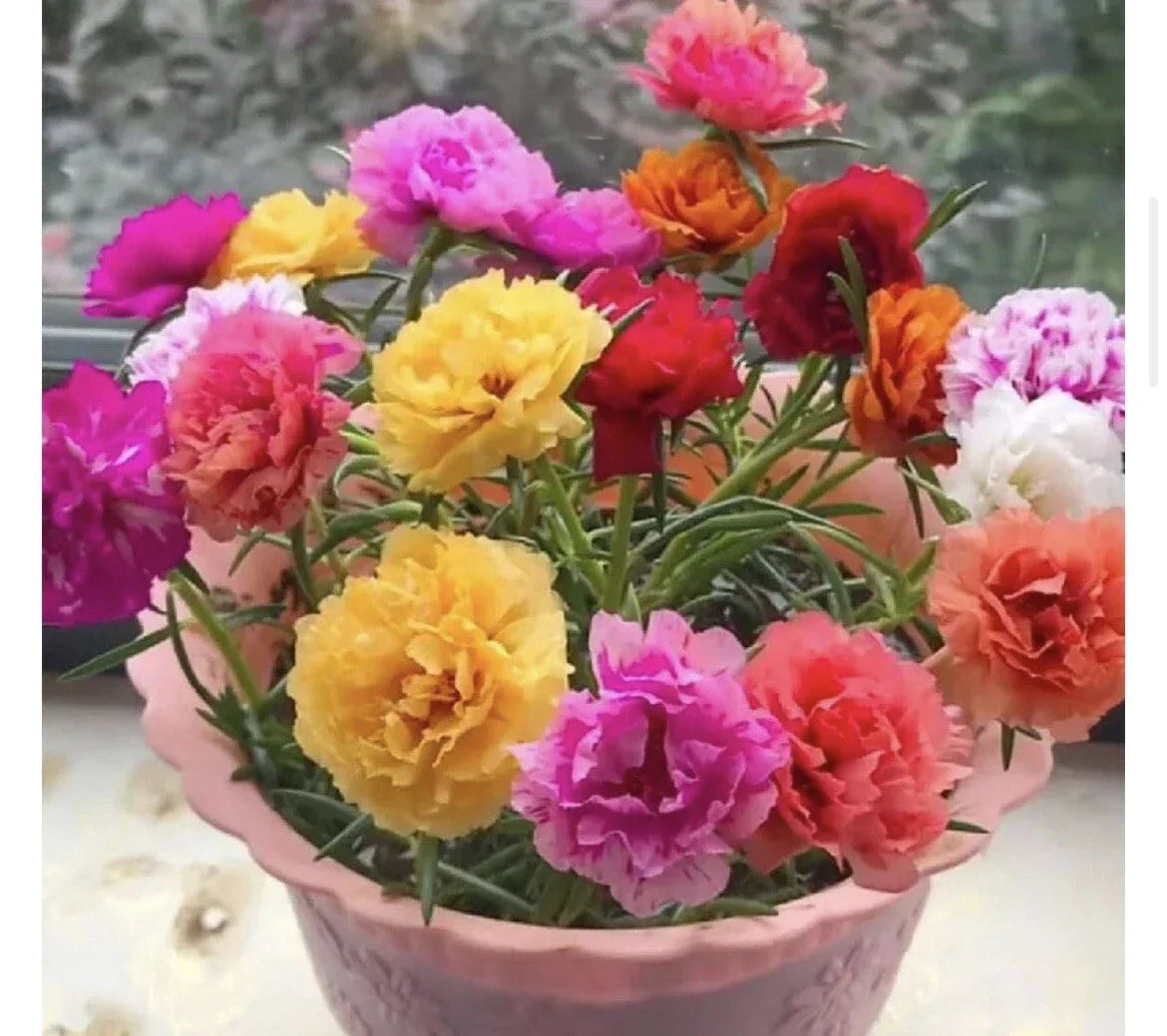 Mixed Moss Rose Seeds, Portulaca Grandiflora, Vibrant Garden Blooms, Drought-Tolerant, 1000+ Seeds, Colorful Flower Seeds