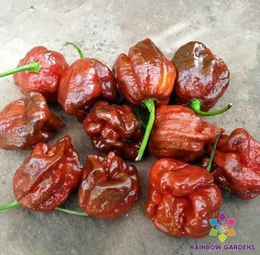 7 Pot Brown Hot Pepper Seeds - Capsicum chinense - Spicy Culinary Garden Seeds - 25+ Packets for Indoor Outdoor Planting