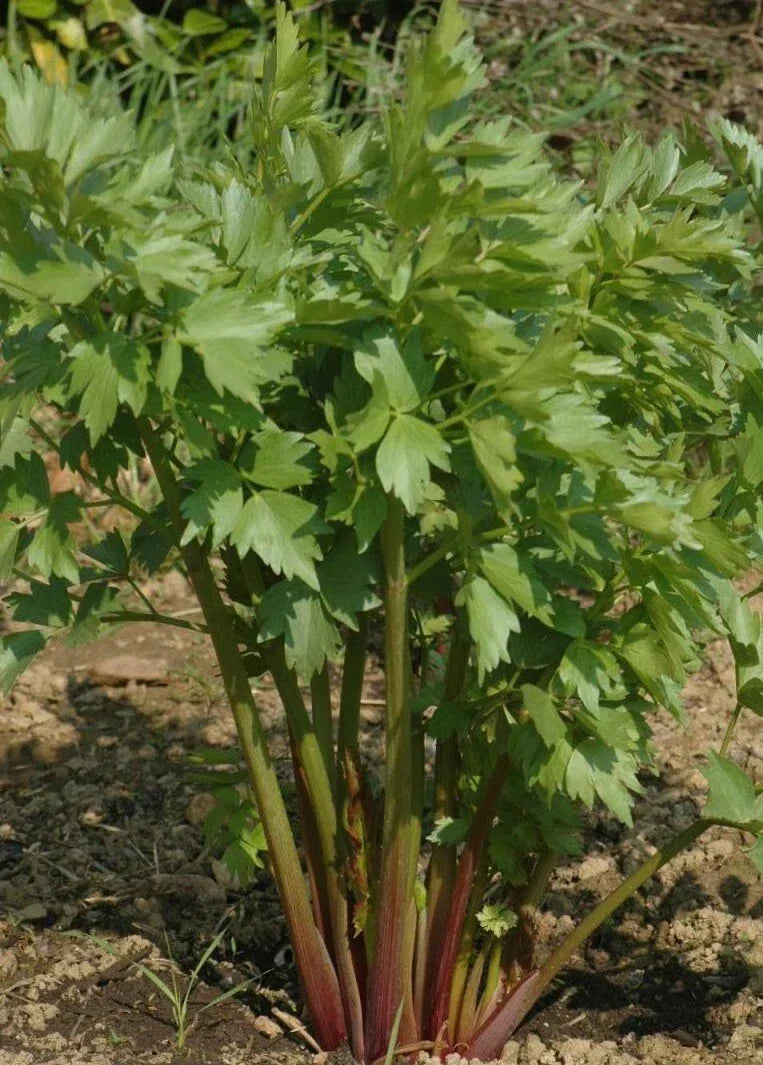 Lovage Seeds - 300+ Perennial Culinary Herb - Levisticum officinale - USA Grown