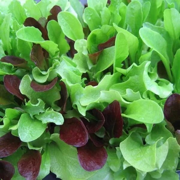 Mesclun Mix Lettuce Seeds - Heirloom Non-GMO Lactuca sativa Salad Greens Packet