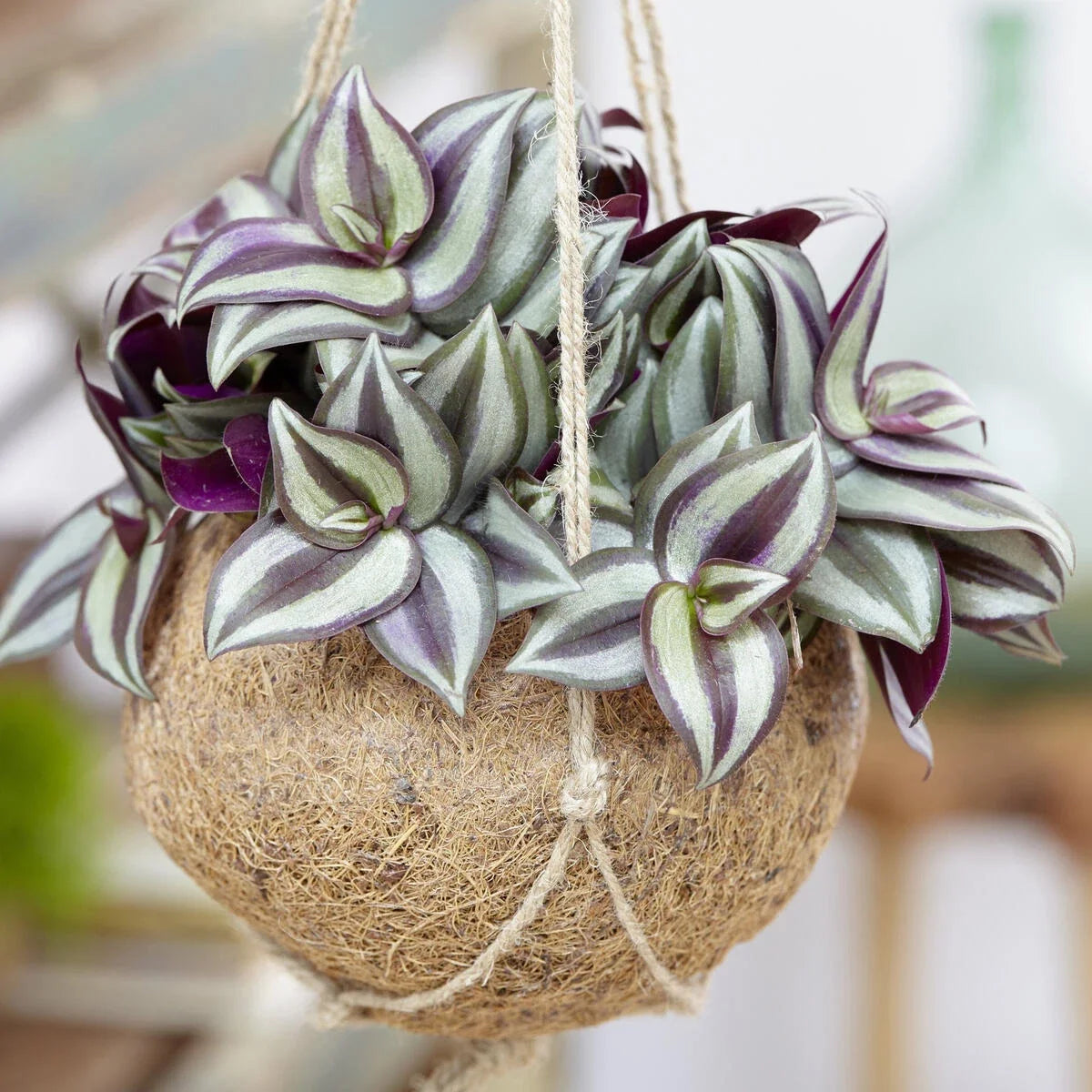 Silver Inch Plant Starter Cuttings - Tradescantia sillamontana, 3-8 inches tall, indoor houseplant, low light, easy care, air purifying