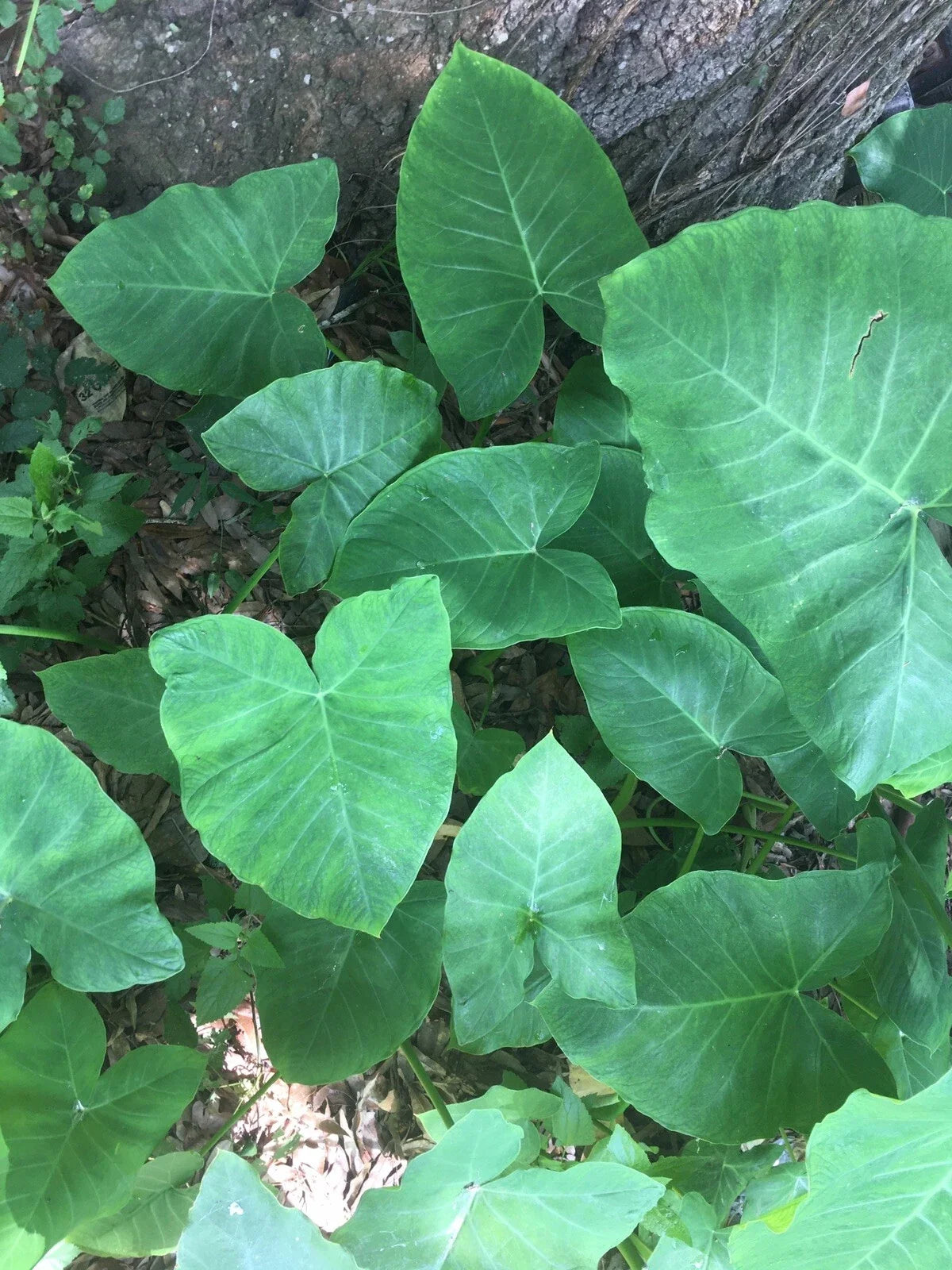 Elephant Ear Bulbs, 2 Pack, Colocasia esculenta, Fast Growing, Tropical Foliage, Ready to Plant