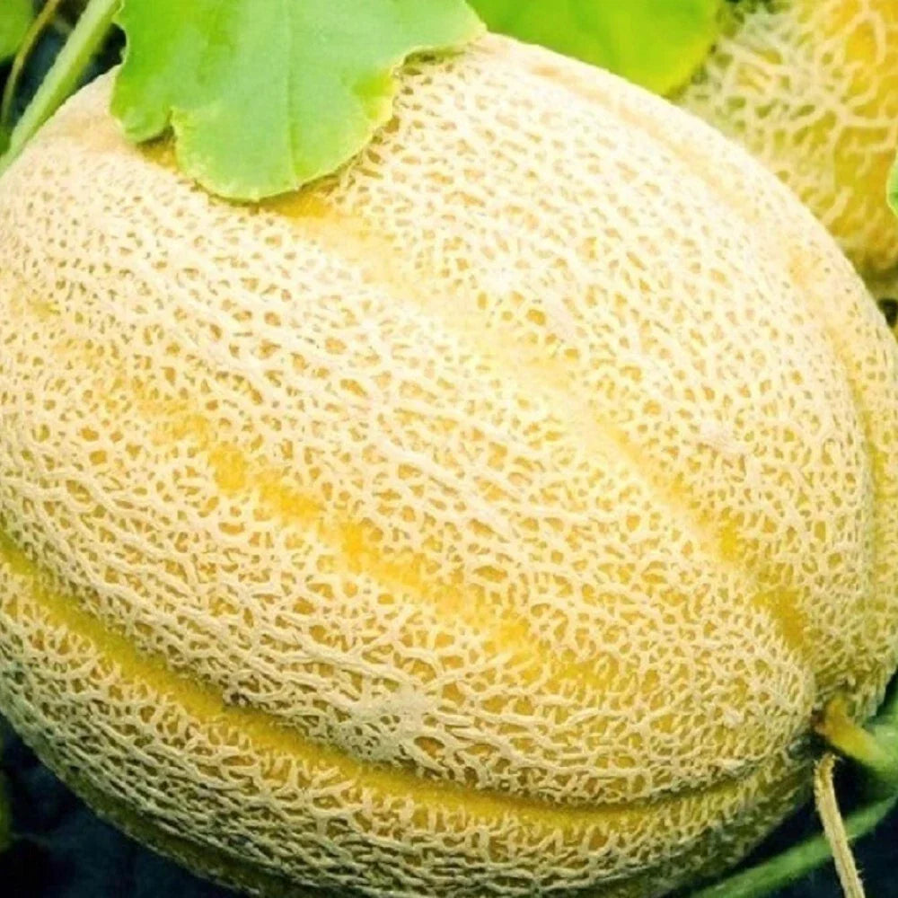 Hales Best Jumbo Cantaloupe Seeds | Non-GMO Heirloom Cucumis melo | 50 Seeds