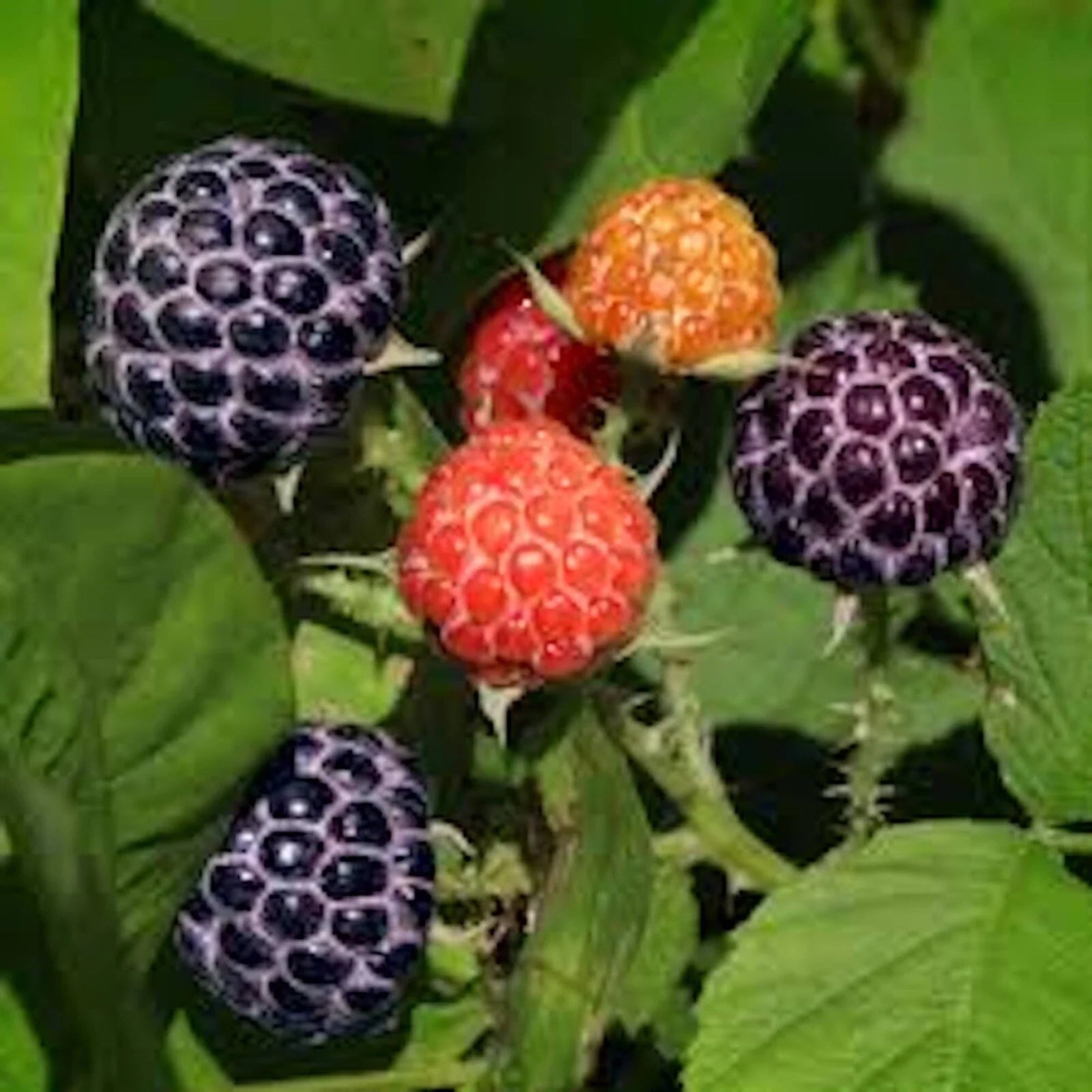 10 Glencoe Thornless Raspberry Plants Bare Root, Purple Fruit, Rubus idaeus, Home Garden Starter