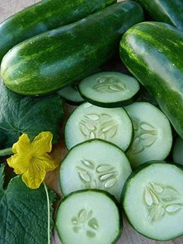 Cucumber Seeds - 100 Pack - Marketmore 76 Open Pollinated Organic Cucumis sativus for Home Garden