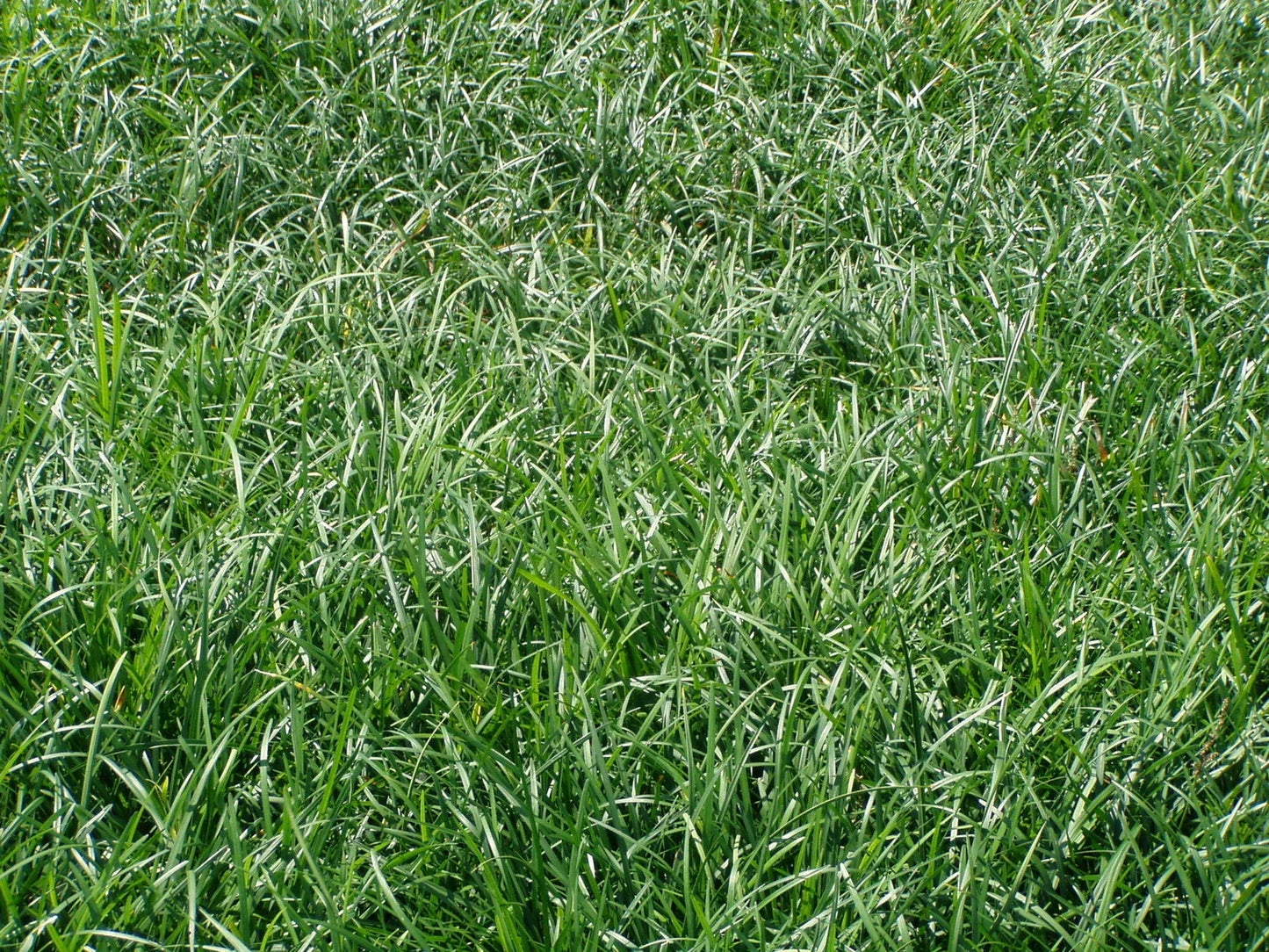 Liriope Spicata Bare Root Divisions - Ground Cover Perennial Plant, Lavender Flowers, Spreading, Hardy, 100 Count
