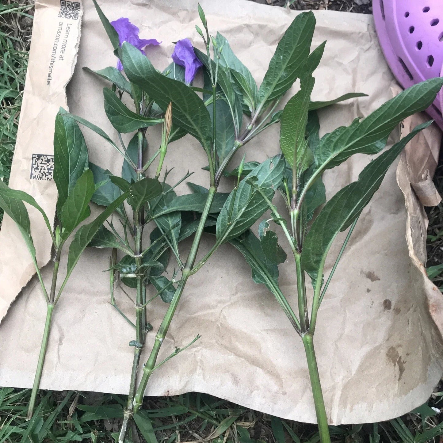 Mexican Petunias Cuttings - 4 Live Purple Cuttings, Easy to Root, Ruellia simplex, Exotic Garden Plant