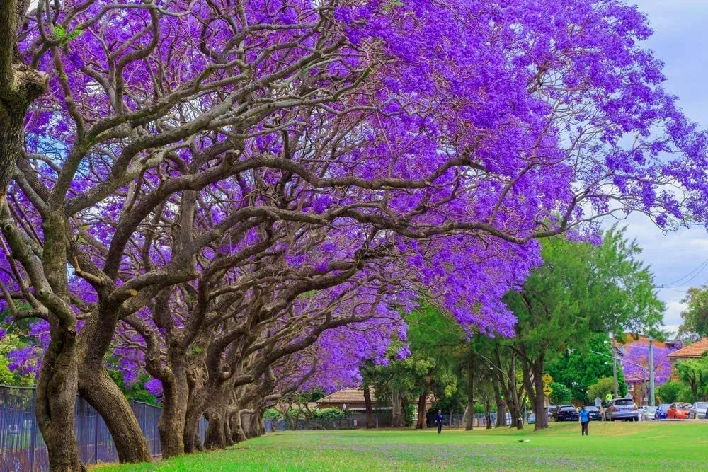 Blue Jacaranda Tree Seeds - 100 Count - Stunning Blue-Purple Flowers - Jacaranda mimosifolia - Made in USA