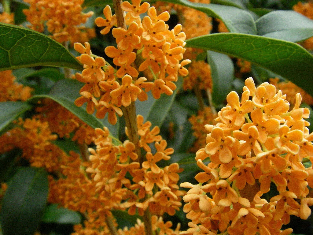 Apricot Echo Fragrant Tea Olive Plant - Rooted Starter in 4-Inch Pot - Osmanthus fragrans - Drought Tolerant Shrub