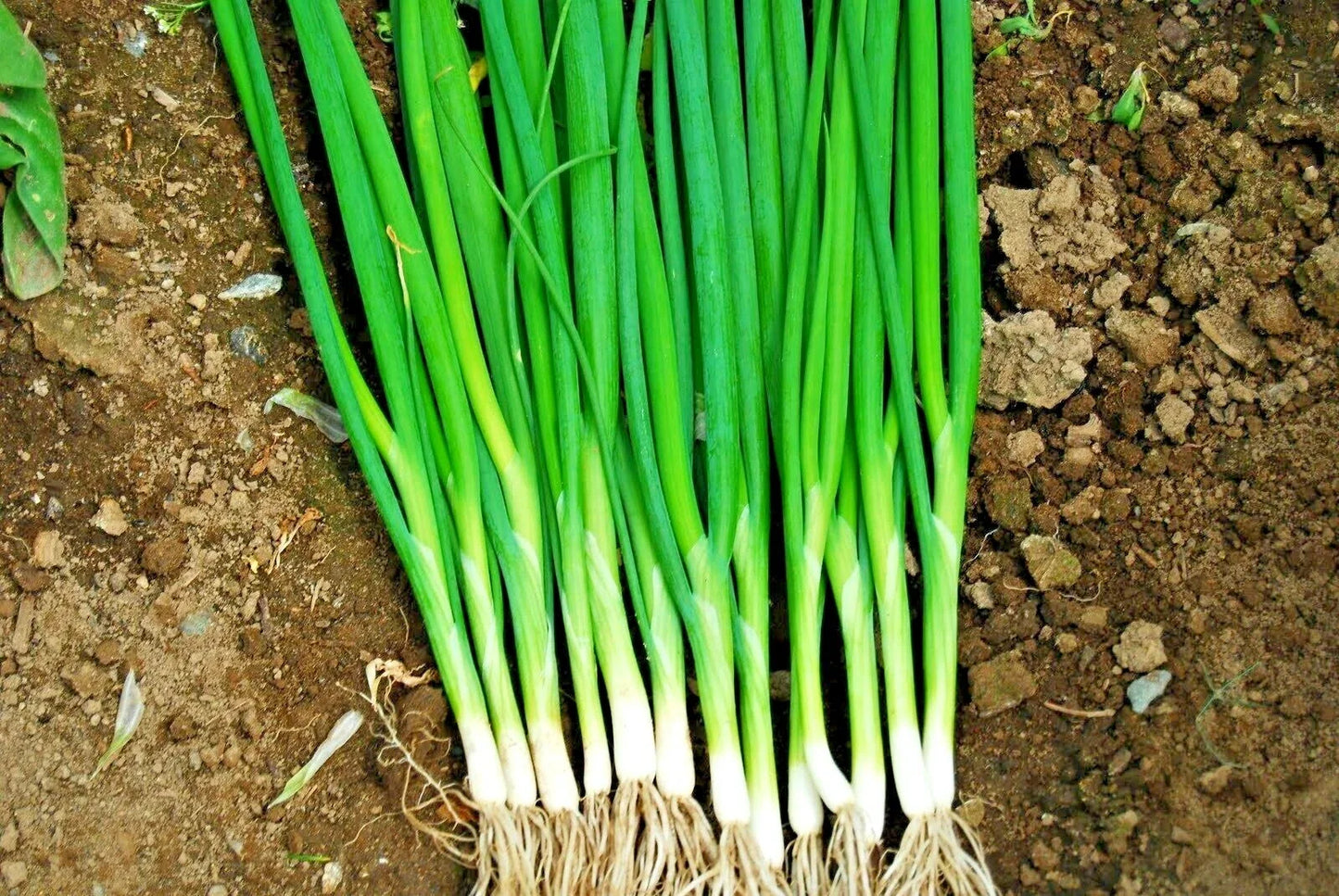 Japanese Evergreen Bunching Green Onion Seeds Allium fistulosum, 500+ Seeds, Welsh Nebuka He Shi Ko, 70-Day Growing Season