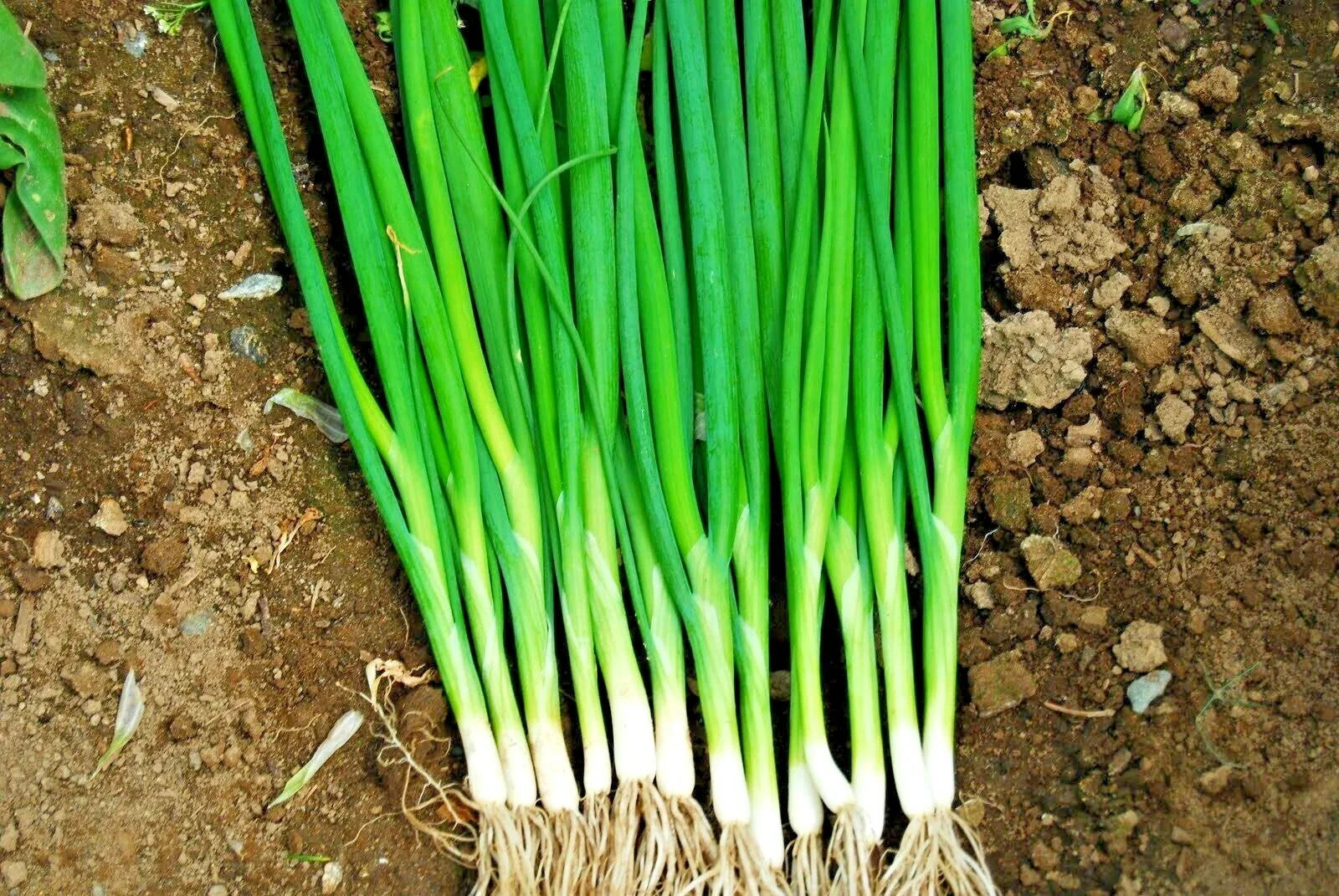 Japanese Evergreen Bunching Green Onion Seeds Allium fistulosum, 500+ Seeds, Welsh Nebuka He Shi Ko, 70-Day Growing Season