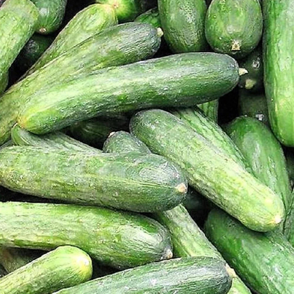 Rhinish Pickle Cucumber Seeds | NON-GMO Heirloom Seeds | Cucumis sativus