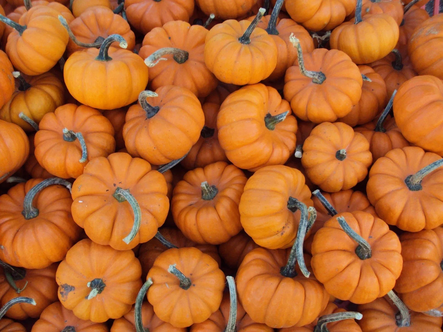 Pumpkin Seed - Baby Pumpkin Mixture - Fresh Cucurbita pepo Heirloom Seeds, Vining, Miniature, Colorful, Non-GMO, Pack of 25