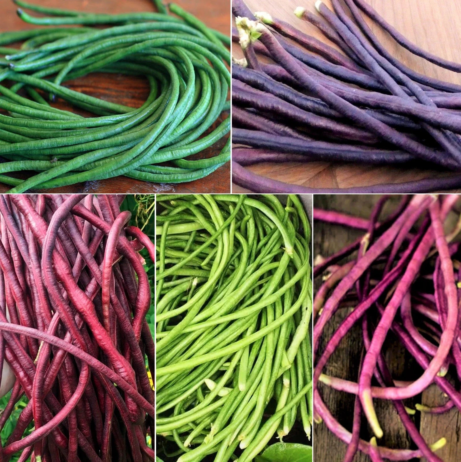 Yard Long Bean Seeds - 5 Color Mix, Multi-Variety Asian Vegetable Seeds, Vigna unguiculata subsp. sesquipedalis, Climbing Vine