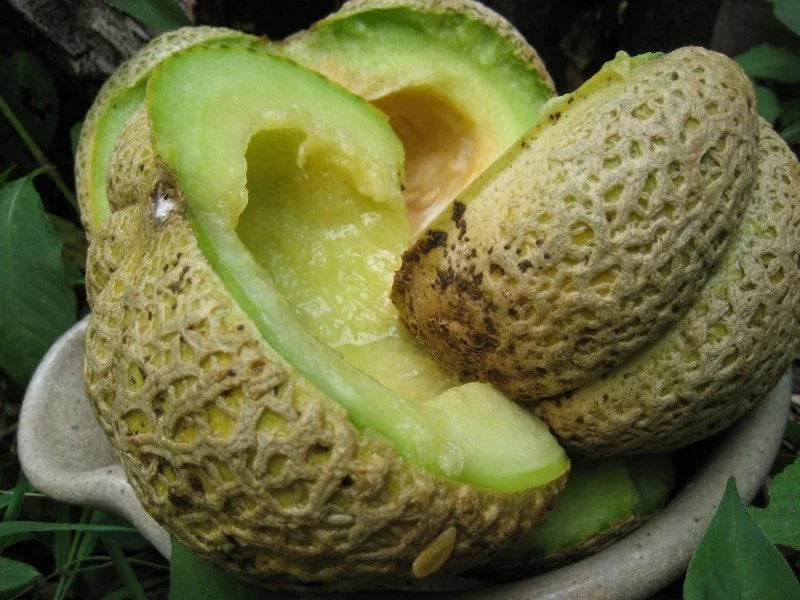 Cantaloupe Seeds - Jenny Lind Heirloom Variety - Cucumis melo for Home Garden Planting, Juicy Melons