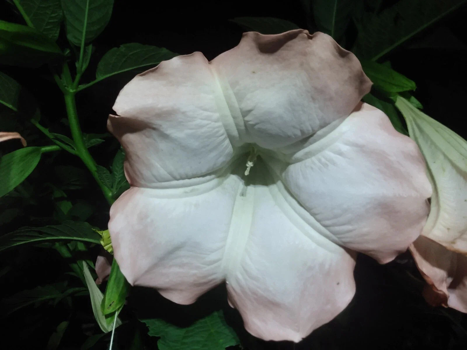 Brugmansia Cuttings - 10 Pink/Peach Angel Trumpet - Fragrant Large Flowers - Easy to Grow - Brugmansia spp.