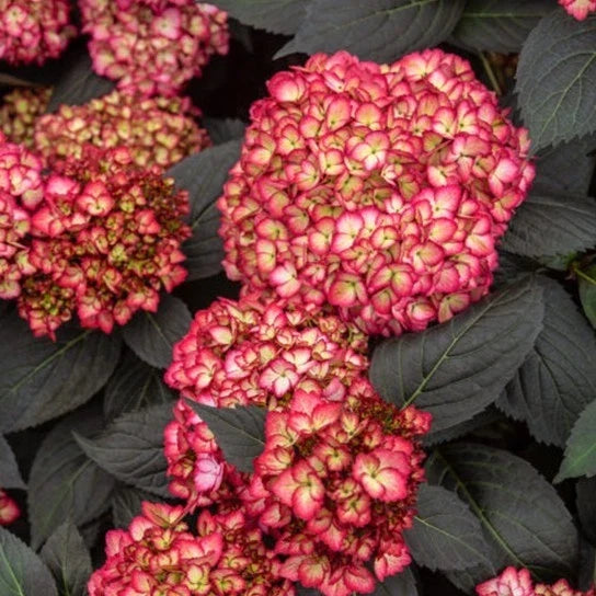Rare Hydrangea macrophylla Bundle – 4 Rooted Cuttings with Dark Foliage, Deciduous Shrubs for Garden or Container Planting