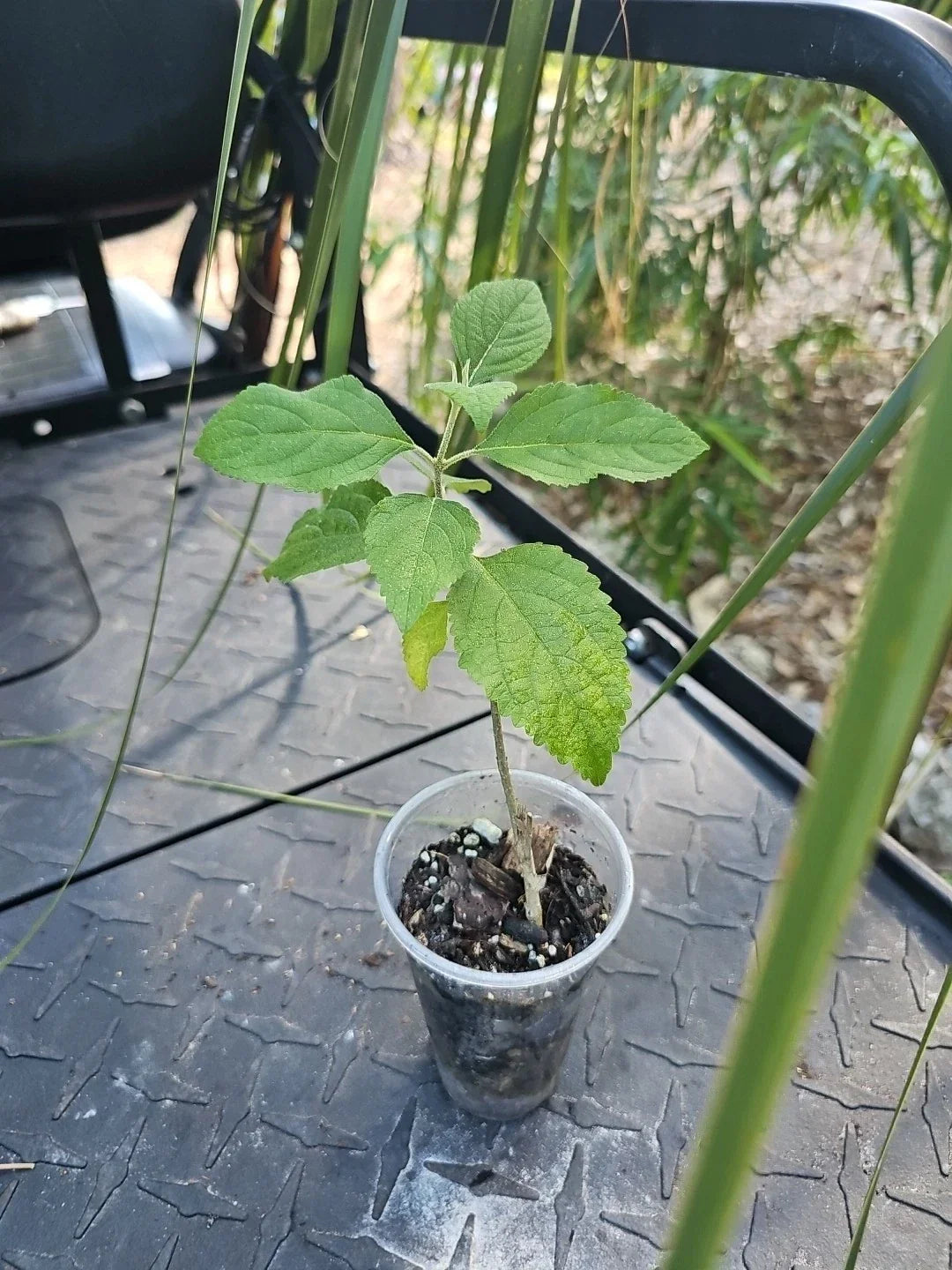 Purple American Beauty Berry Bush - Callicarpa Live Plant in 3 Inch Pot