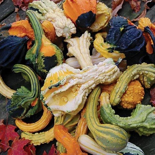 American Wings Gourd Seeds - Small Decorative Gourds for Fall Crafts - Cucurbita pepo, Vining, 20 Seeds