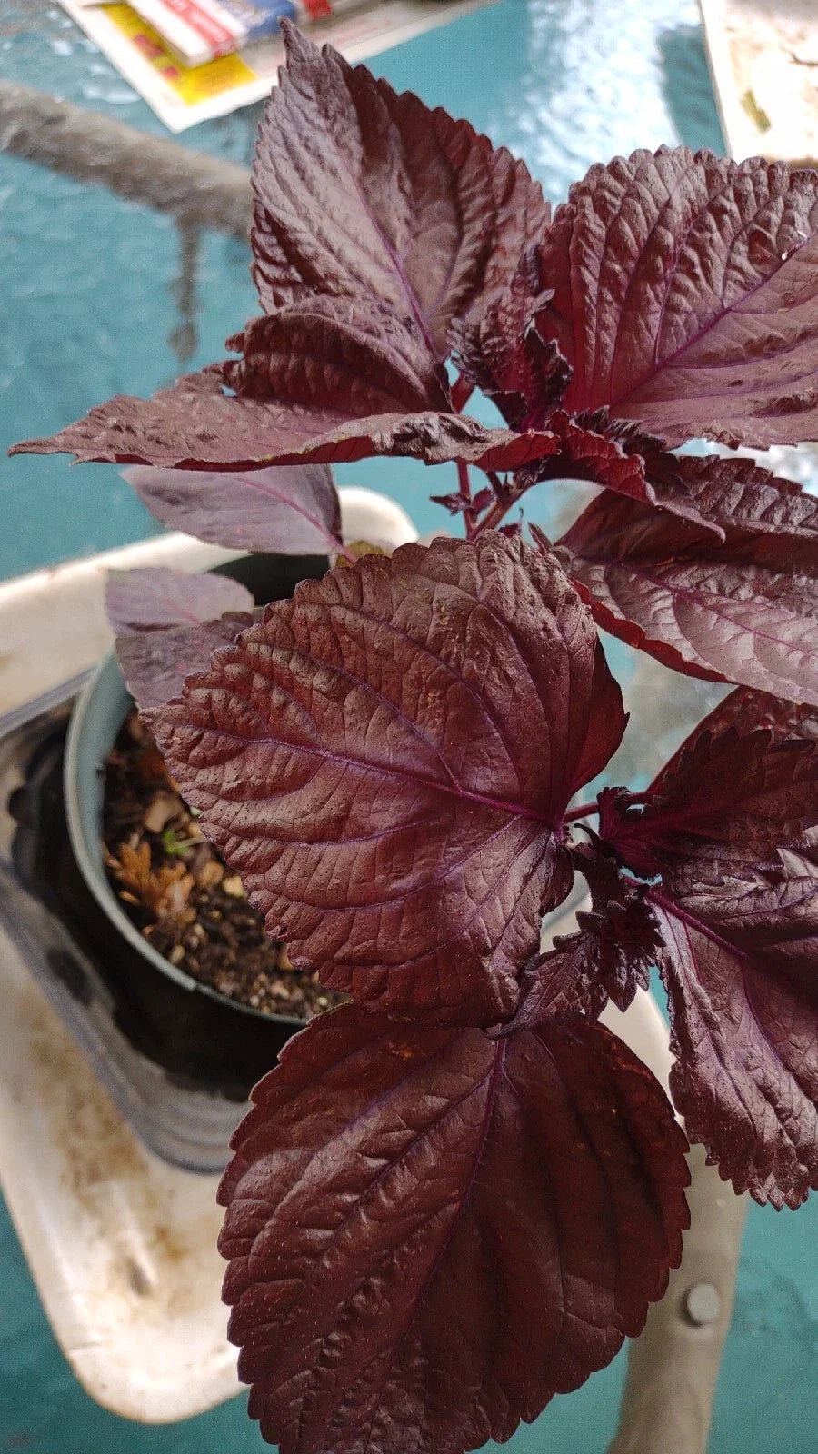 Bare Roots Perilla frutescens Shiro Plant 2-Pack | Red/Purple Foliage | Fast-Growing Heat-Tolerant
