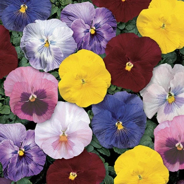 Pansy Seeds - 50 Count Delta Monet Mix Viola tricolor var. hortensis Garden Flower Seeds for Containers & Borders