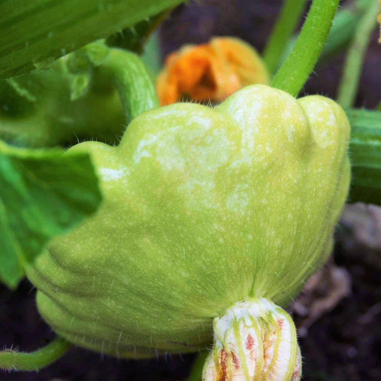 Patty Pan Squash Seeds - Benning's Green Tint, Bush Scallop, Cucurbita pepo, 40+ Seeds for Container Gardening & Summer Cooking