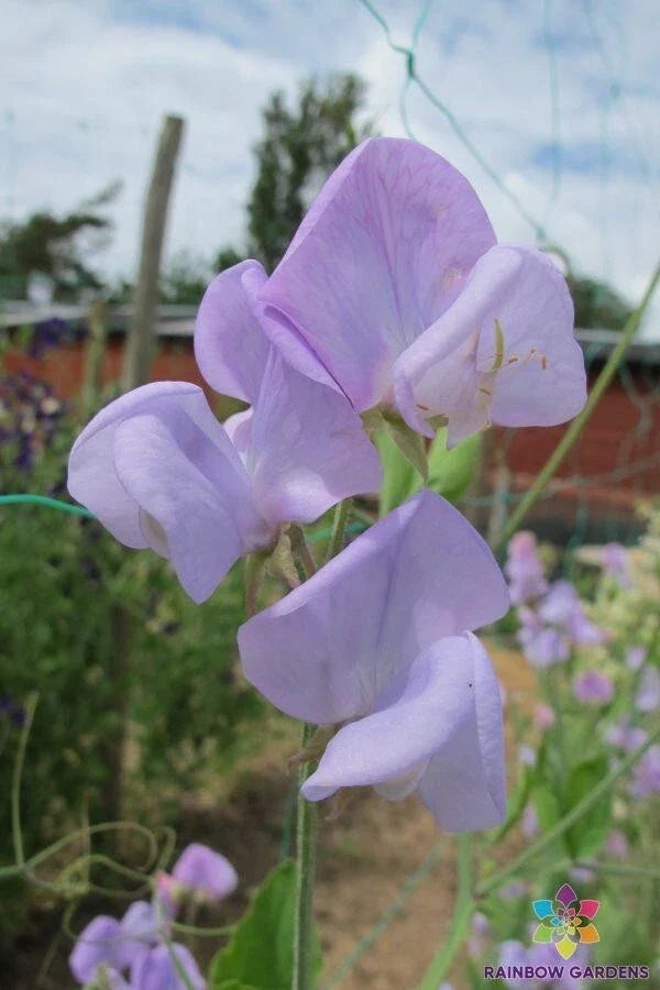 Lady Grisel Hamilton Sweet Pea Seeds - Heirloom Flower Seeds for Garden, Non-GMO, Fragrant Blooms, Climbing Vine, 50+ Seeds