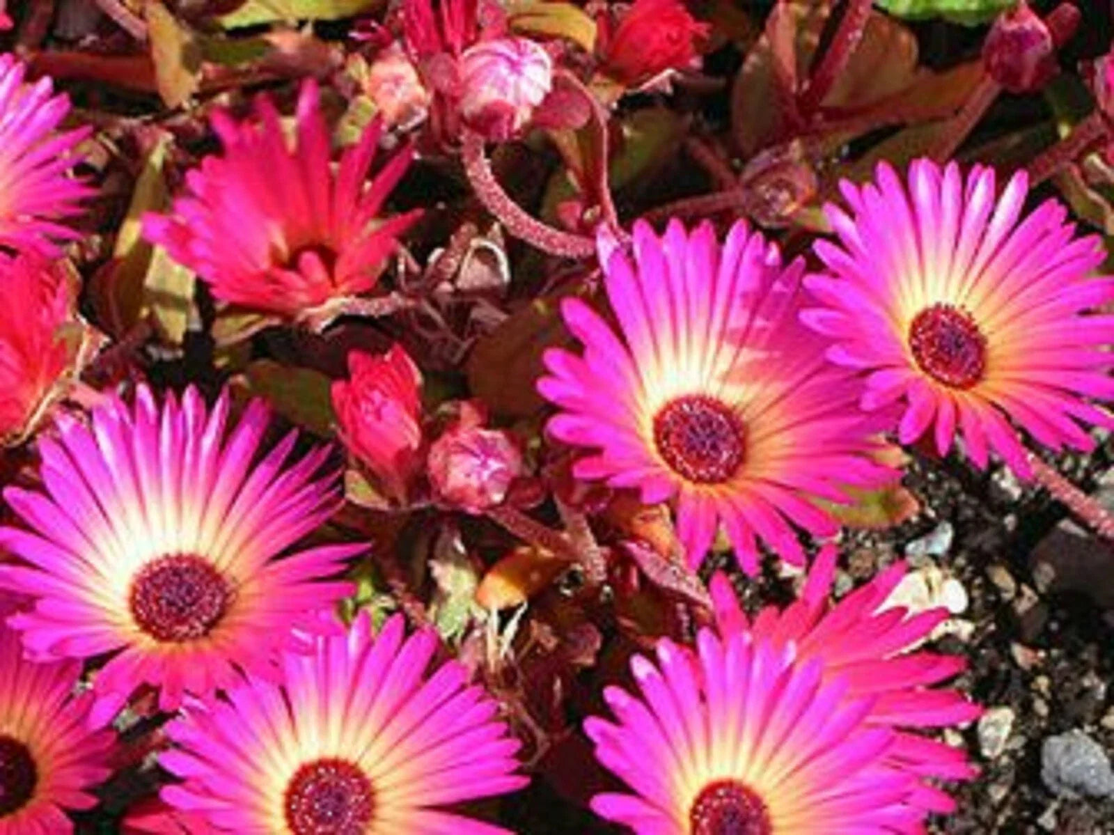 Ice Plant Succulent Seeds - Dorotheanthus bellidiformis - Drought-Tolerant Ground Cover - Vibrant Flowers - 50+ Seeds