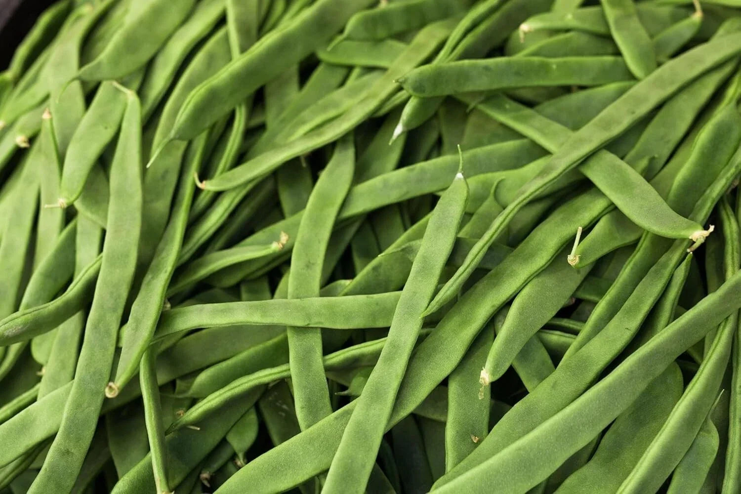 Romano Pole Bean Seeds - Qing Bian Variety, Phaseolus vulgaris, Climbing Green Beans, 20 Seeds