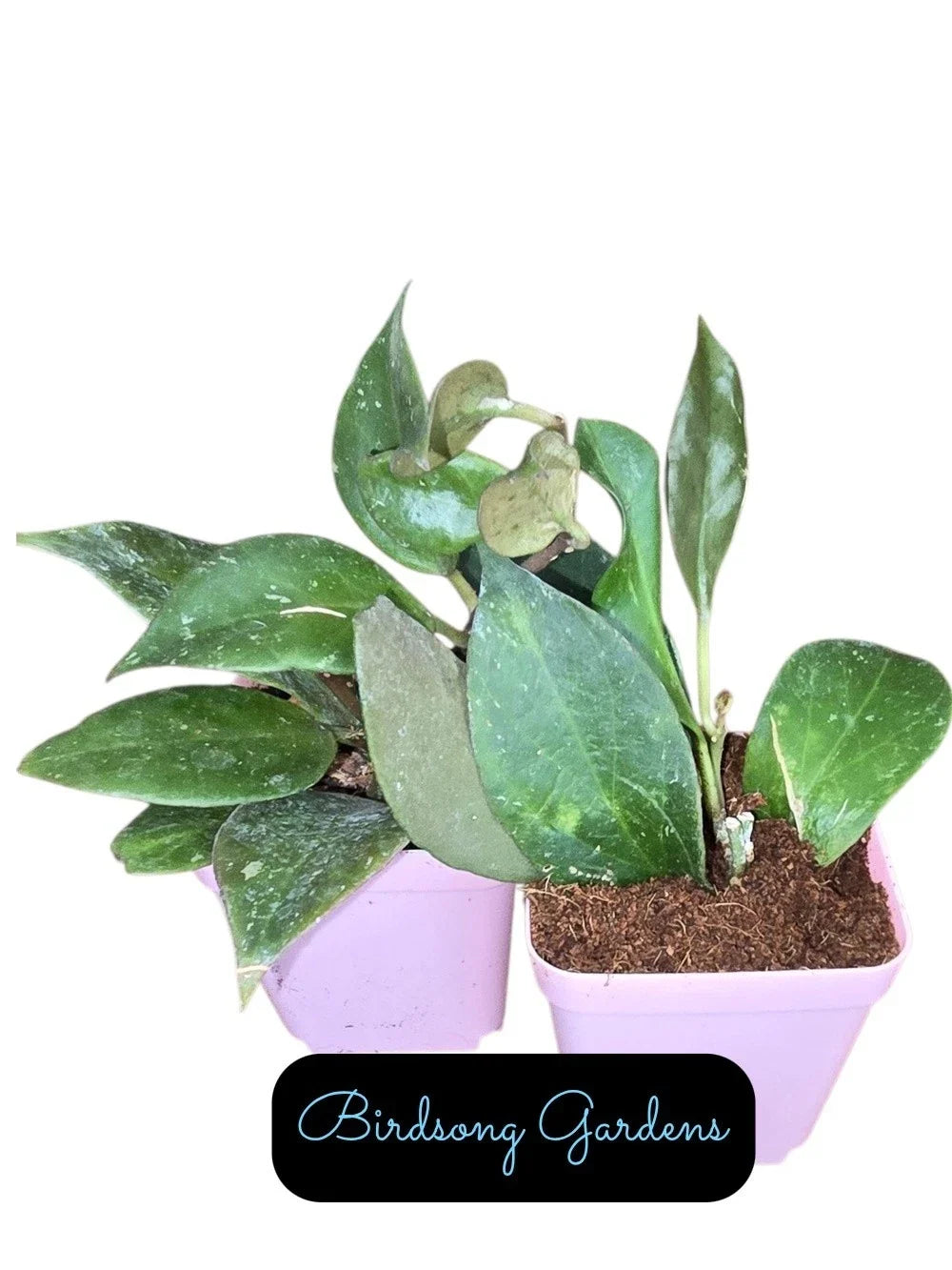 Hoya Sunrise Starter Plant in 3" Pot | Variegated Hoya Pubicalyx | Indoor Houseplant | Rooted Hoya Plant
