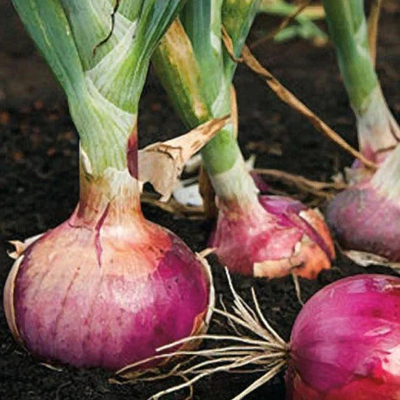 Red Burgundy Onion Seeds - 200+ Count, Short Day Allium cepa, Sweet Edible Bulb Vegetable for Garden Planting 2025