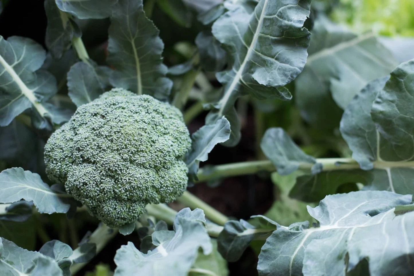 Broccoli Seeds 100 Count - Tasty GL Variety - Brassica oleracea - Non-GMO Vegetable Garden Seeds