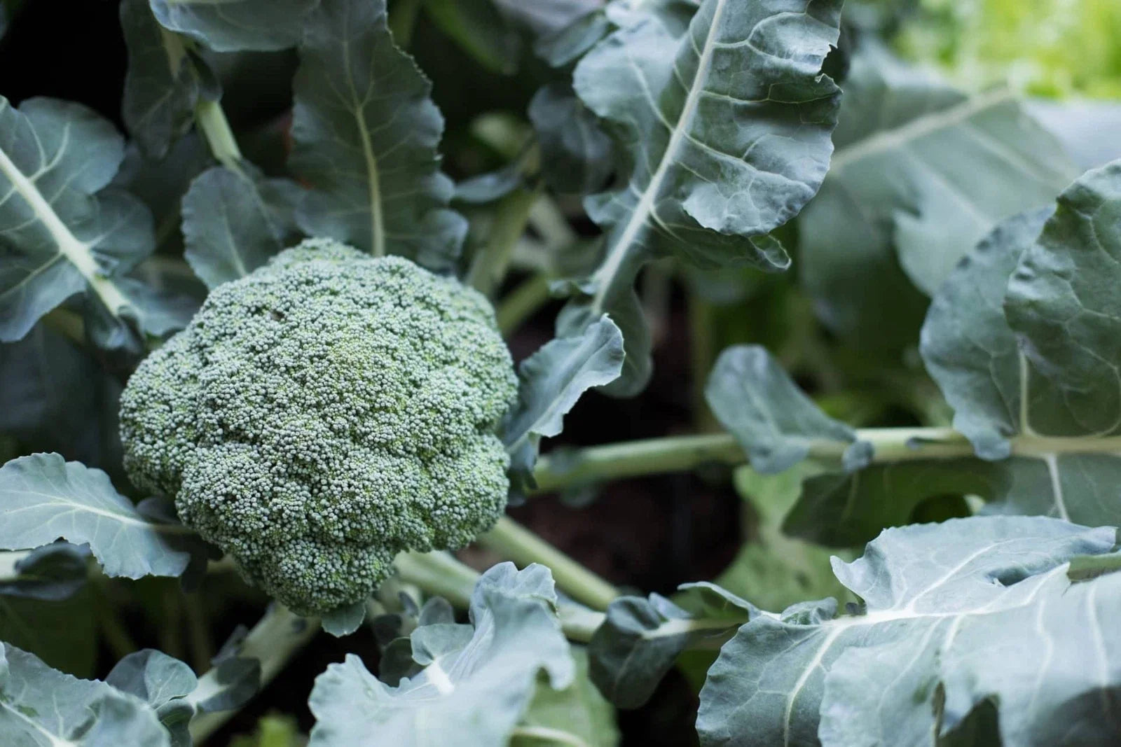 Broccoli Seeds 100 Count - Tasty GL Variety - Brassica oleracea - Non-GMO Vegetable Garden Seeds